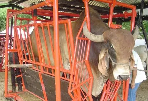 Brete báscula ganadera